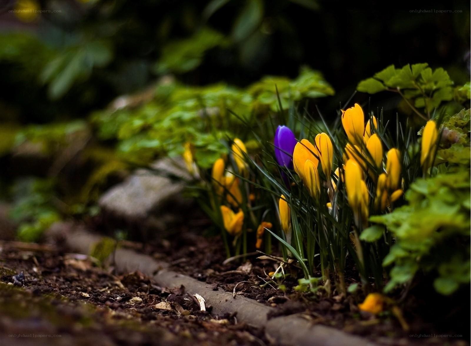 Yellow crocuses with a purple one