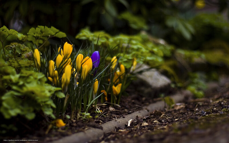 Yellow crocuses with a purple one