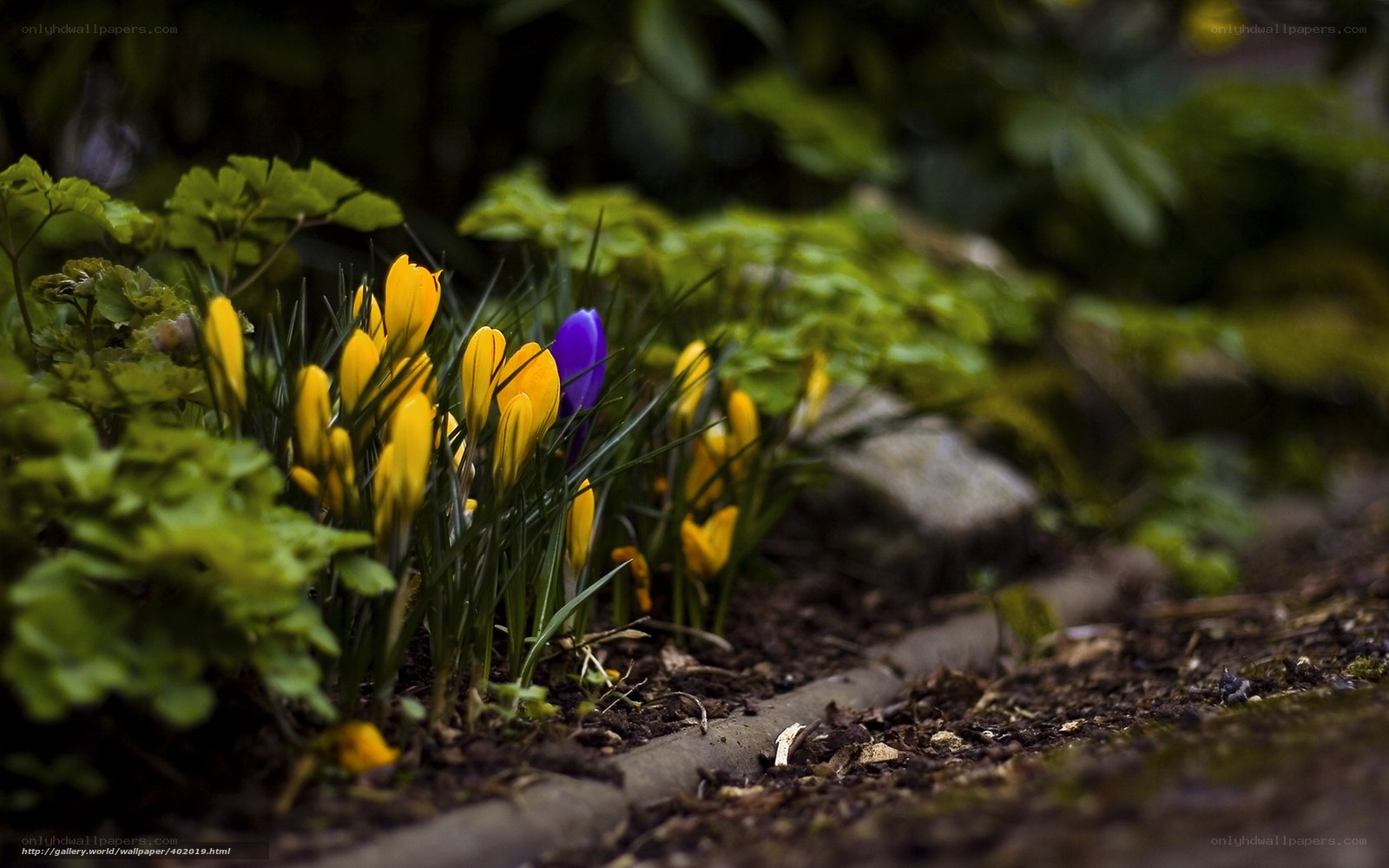 Yellow crocuses with a purple one