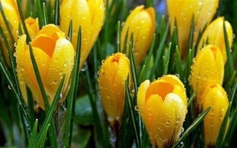 Yellow Crocuses with Dew — Fresh