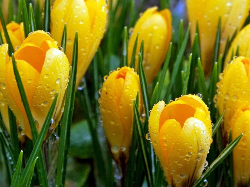 Yellow Crocuses with Dew