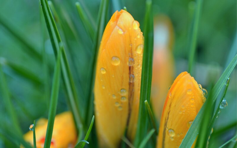 Yellow crocuses with dewdrops