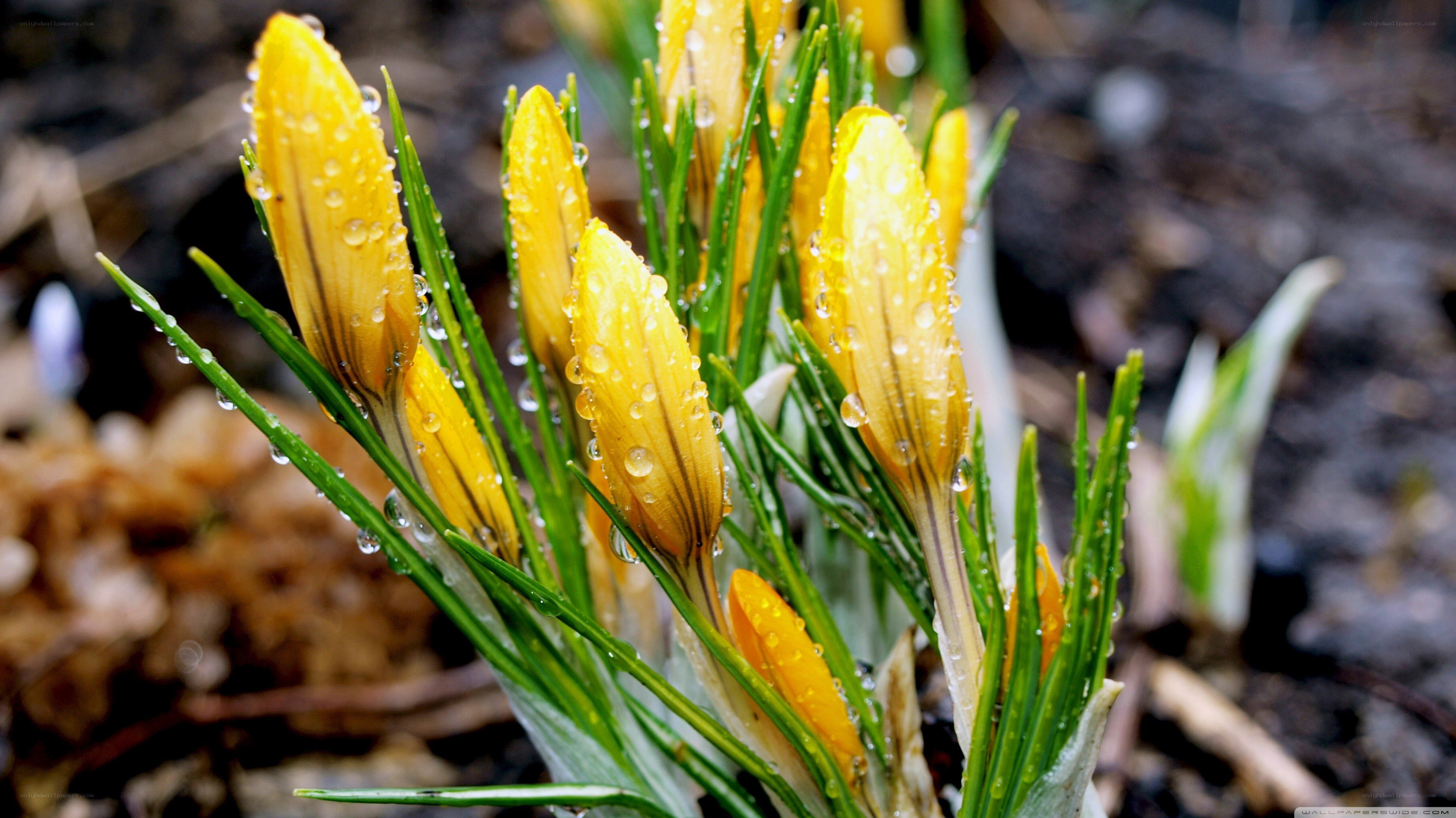 Yellow crocuses with raindrops