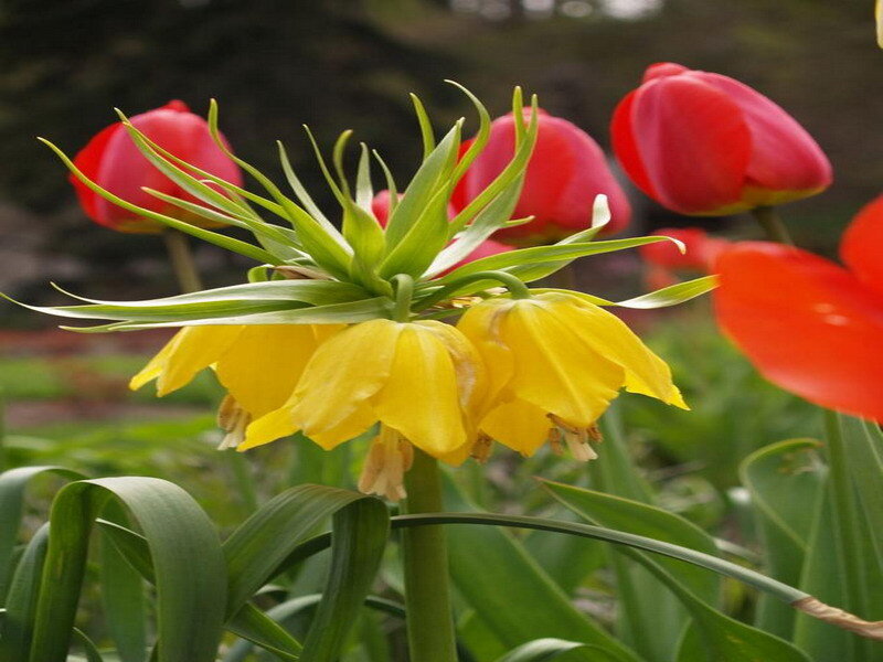 Yellow crown imperial flower