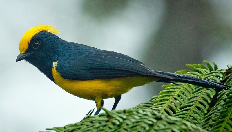 Yellow-crowned Manakin