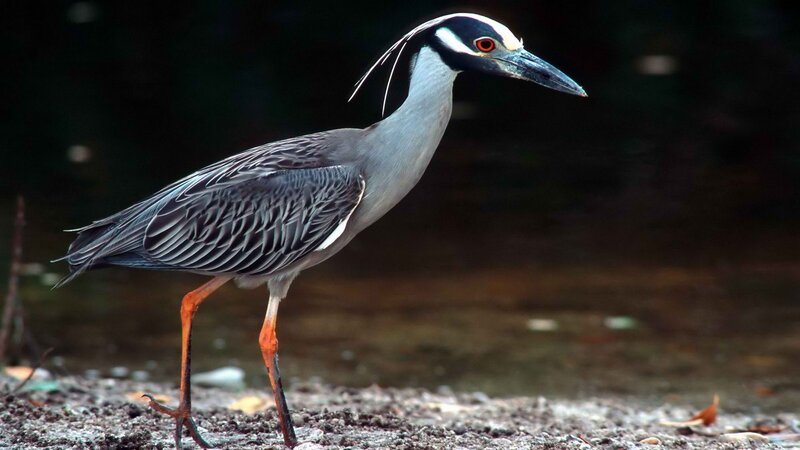 yellow-crowned night heron
