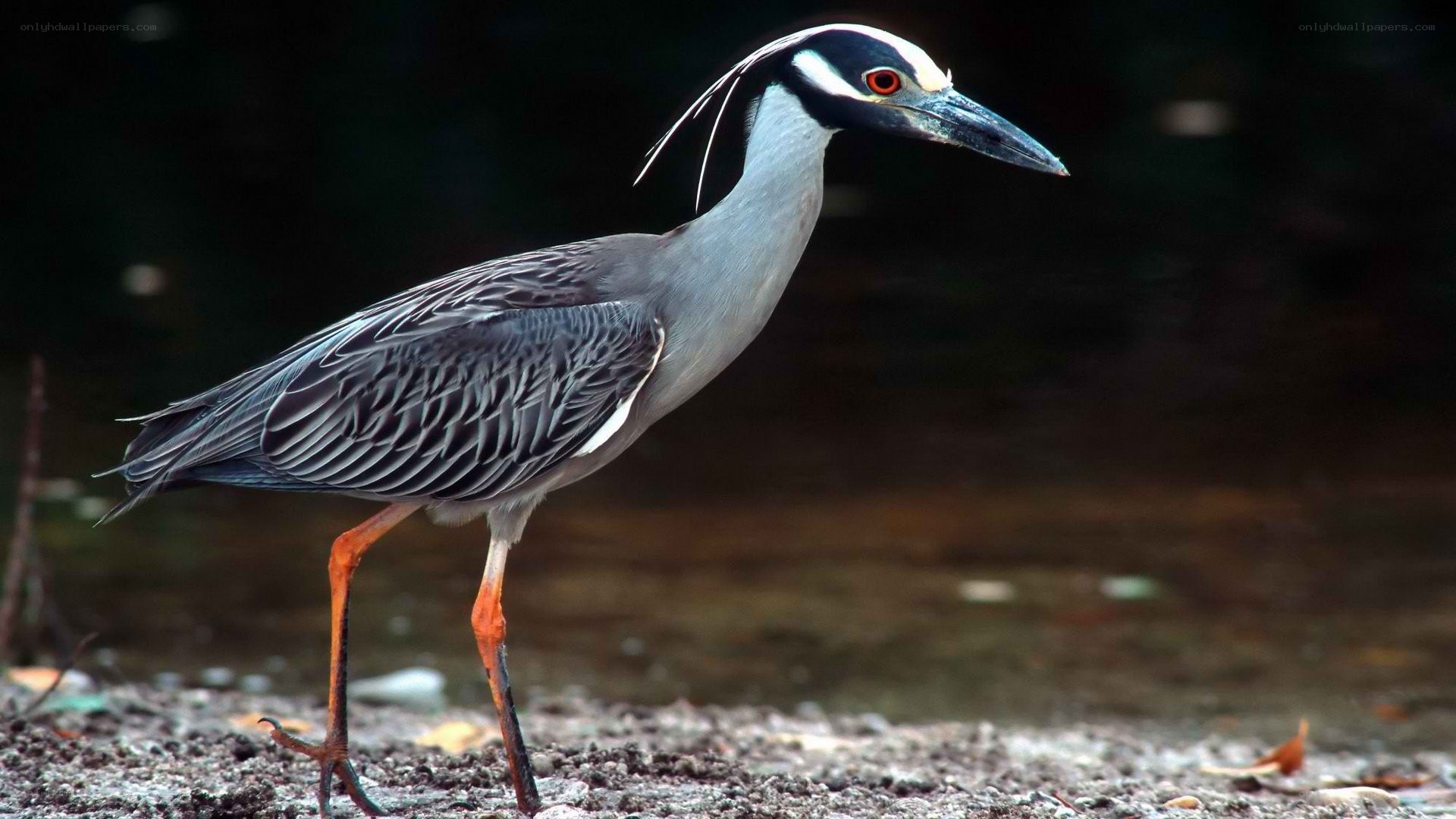 yellow-crowned night heron