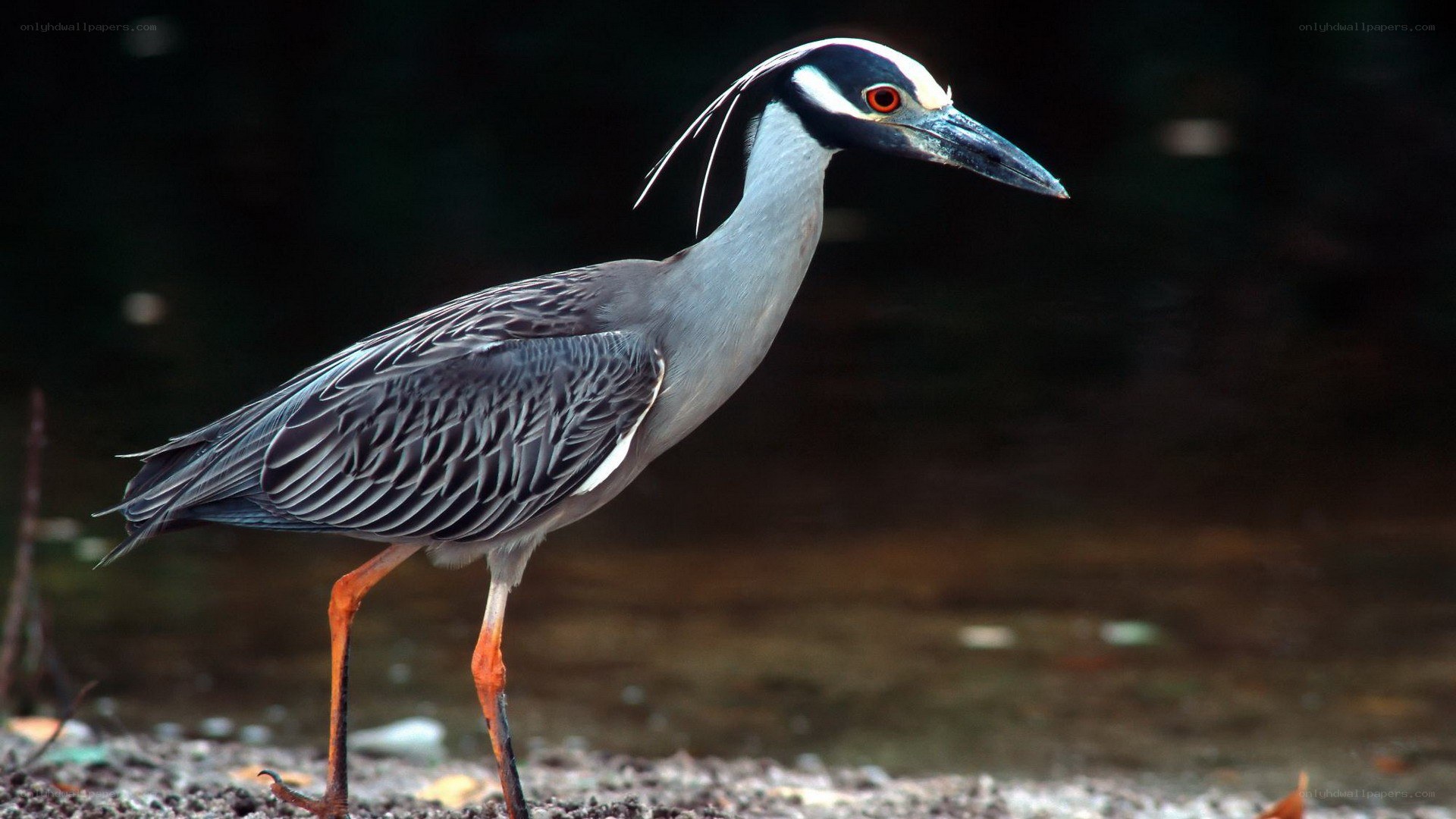 Yellow-crowned night heron