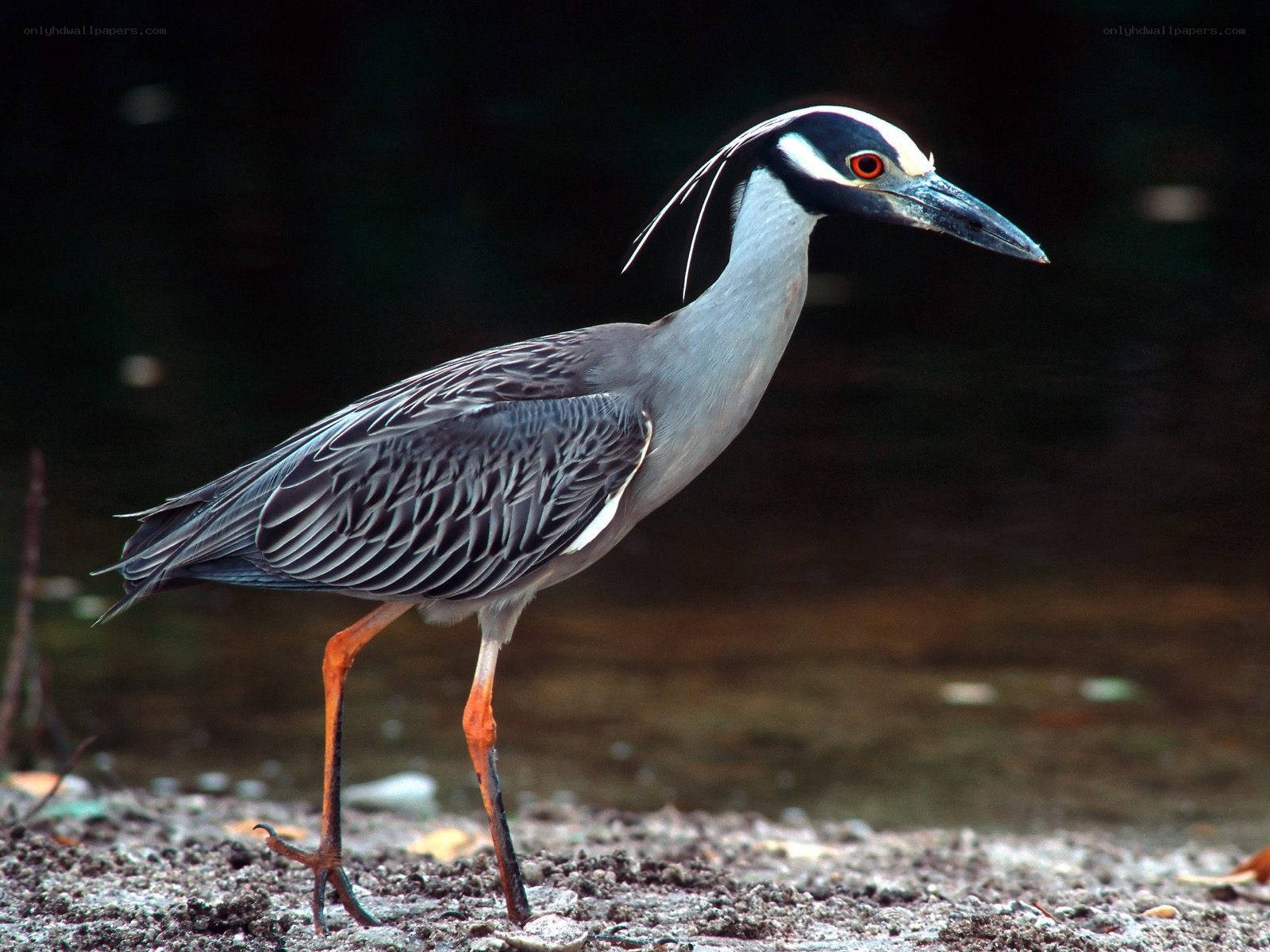 Yellow-crowned night heron