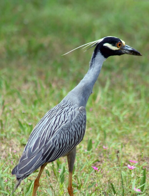 Yellow-crowned night heron