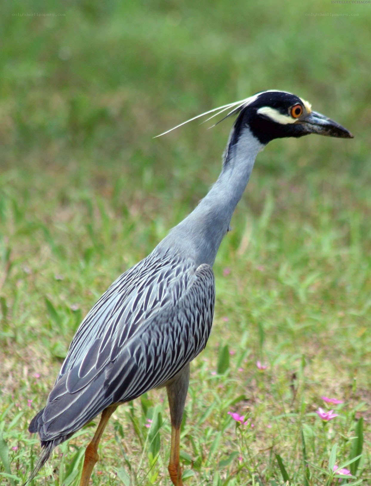 Yellow-crowned night heron