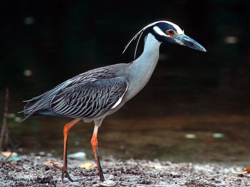 Yellow-crowned night heron