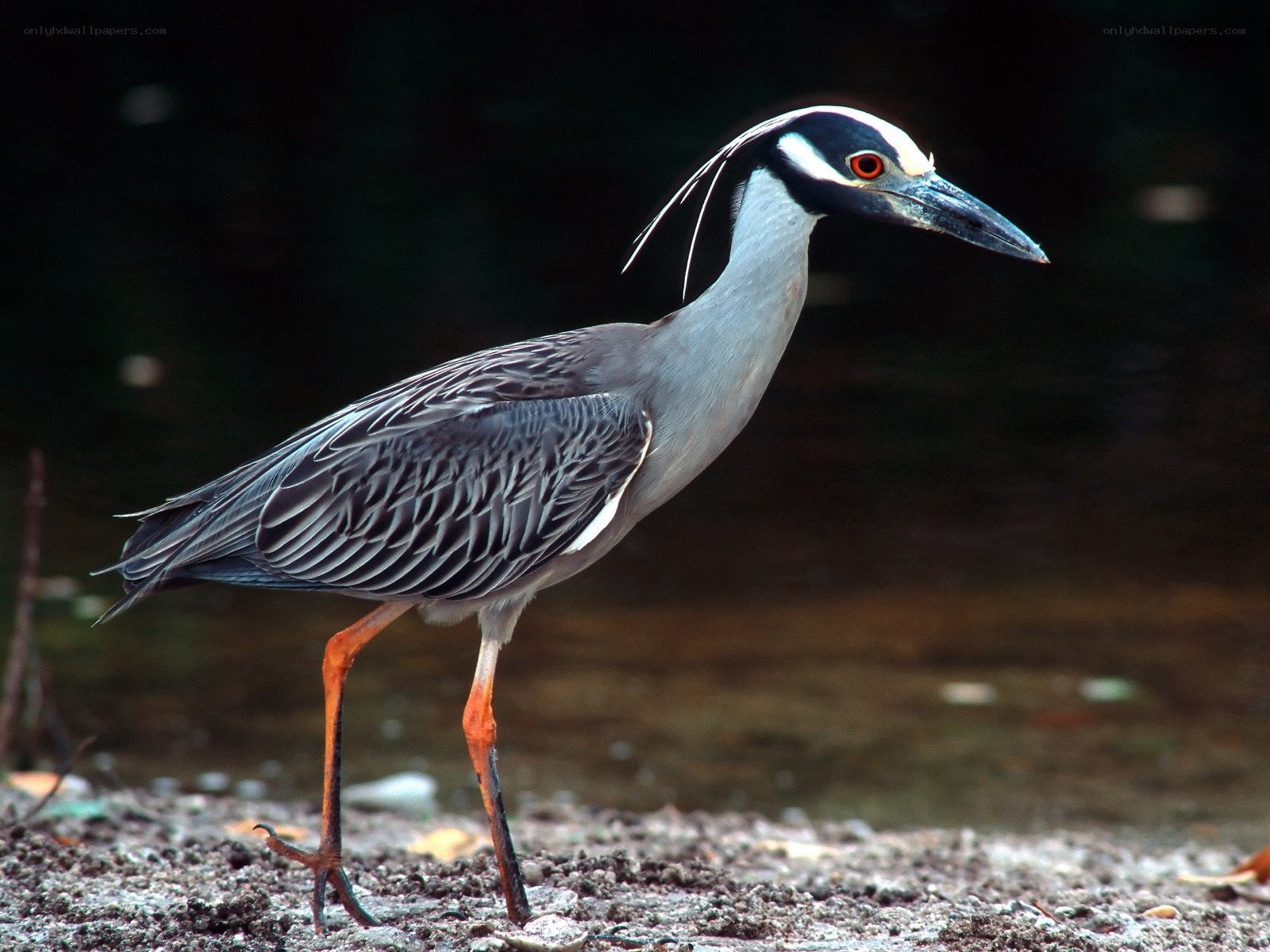 Yellow-crowned night heron