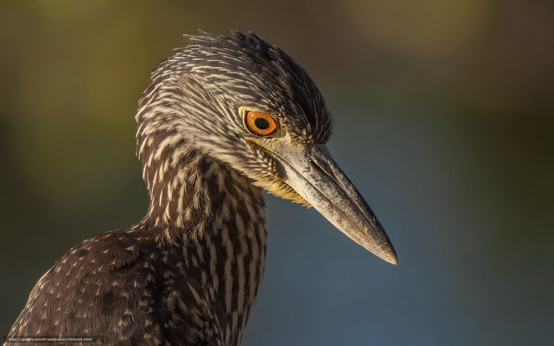 Yellow-crowned Night Heron — Brown