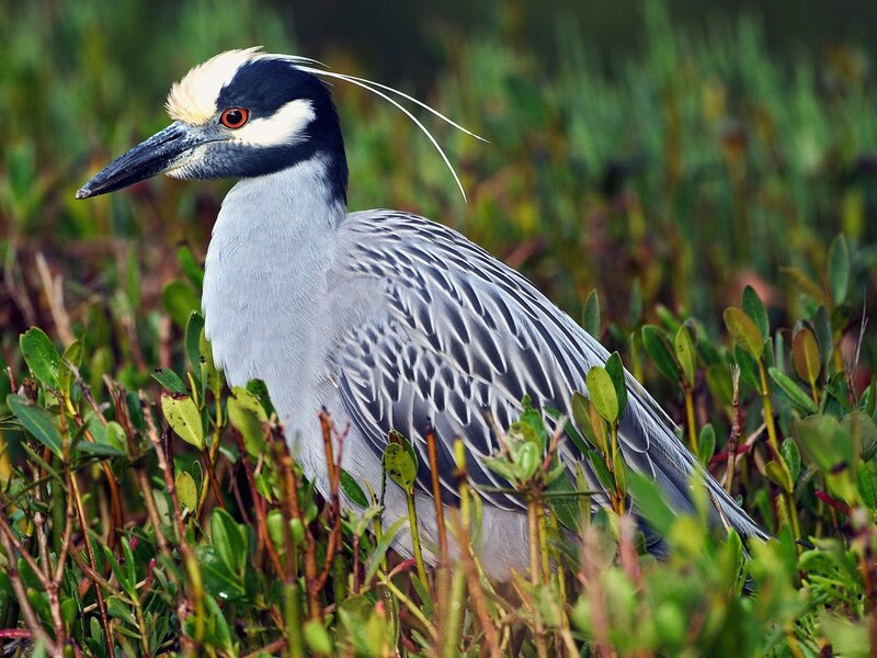 Yellow-crowned Night Heron — Green