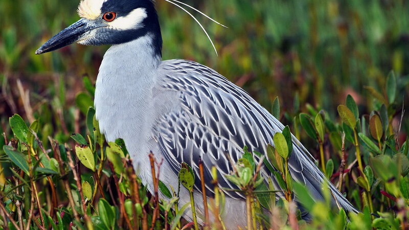 Yellow-crowned night heron in marsh