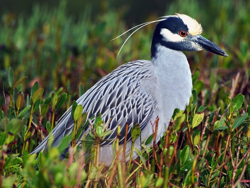 Yellow-crowned night heron in marsh