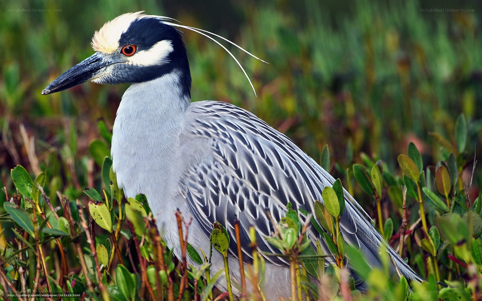 Yellow-crowned night heron in marsh