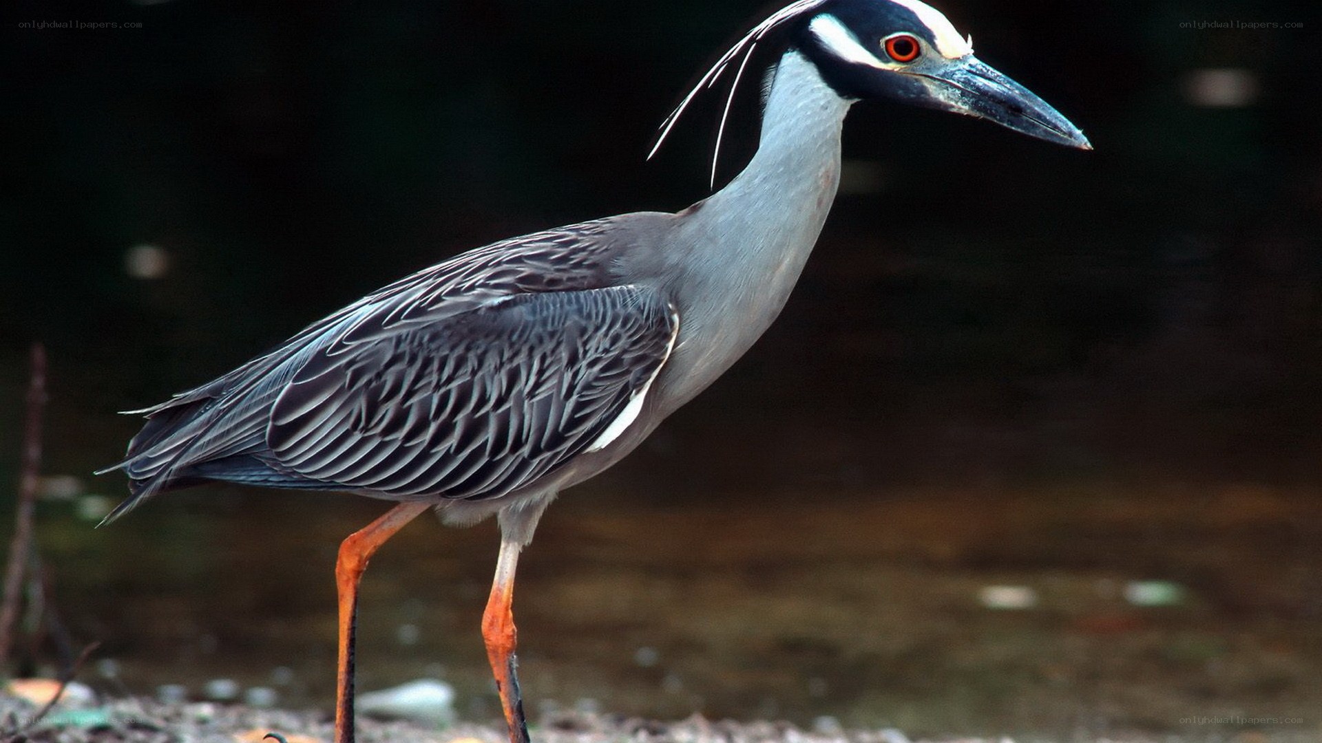 Yellow-crowned night heron