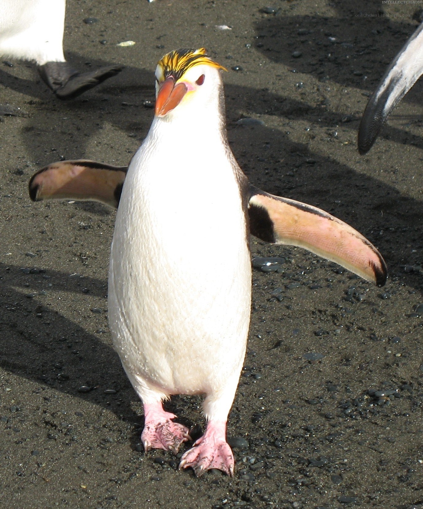 Yellow-crowned penguin standing