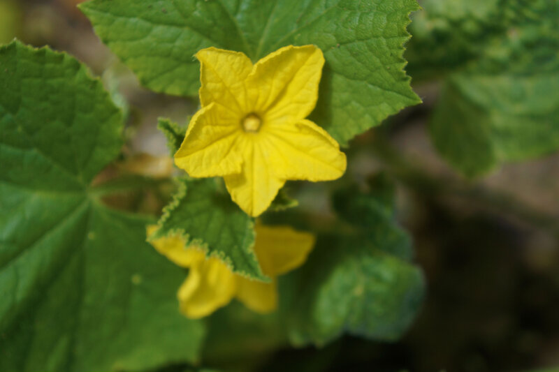Yellow Cucumber Flower