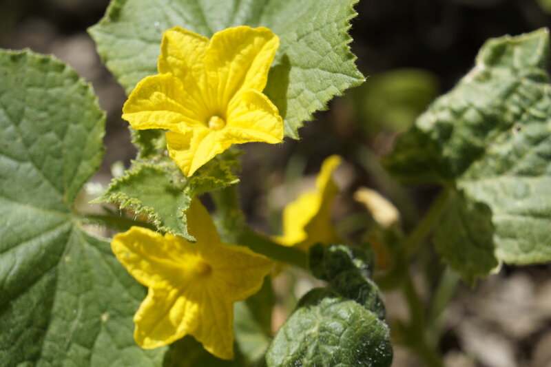 Yellow Cucumber Flowers