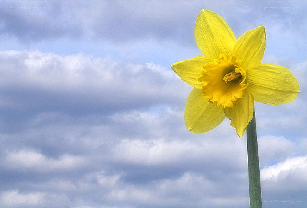 Yellow daffodil against cloudy sky