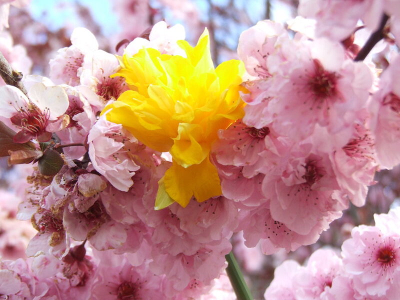 Yellow Daffodil Among Cherry Blossoms
