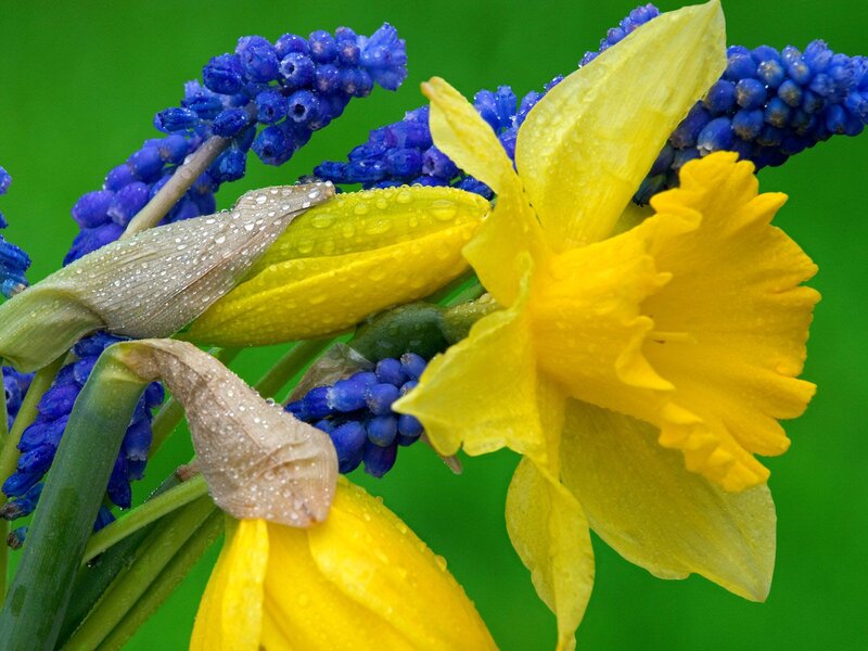 Yellow Daffodil and Blue Grapes