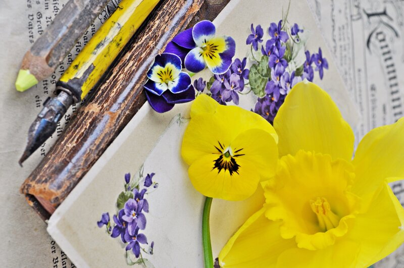 Yellow Daffodil and Pansies