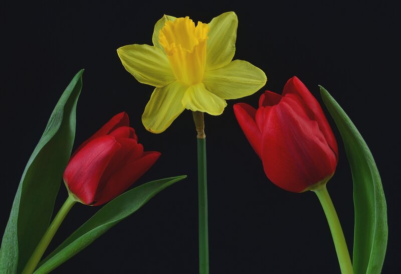 Yellow Daffodil and Red Tulips
