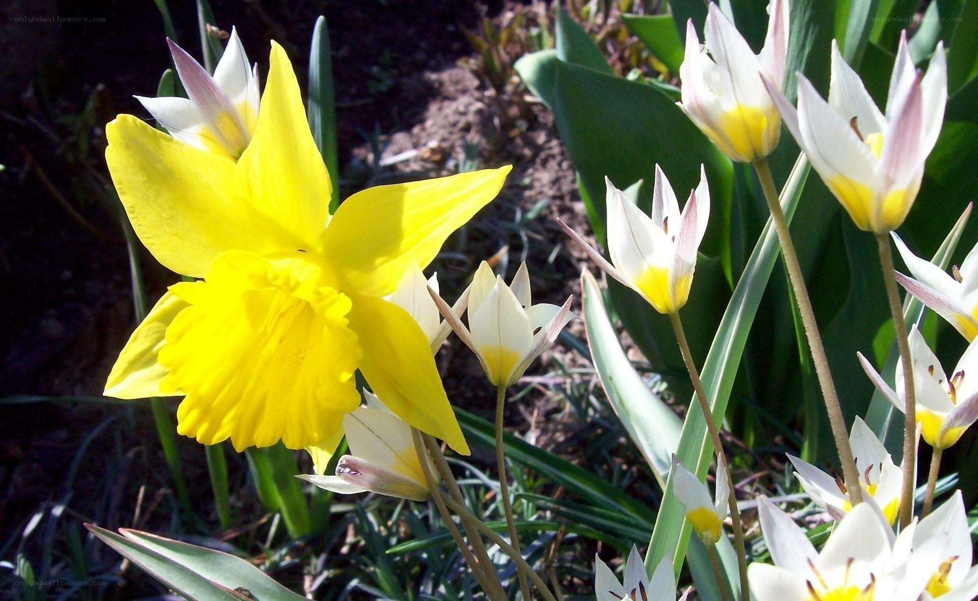 Yellow daffodil and white tulips