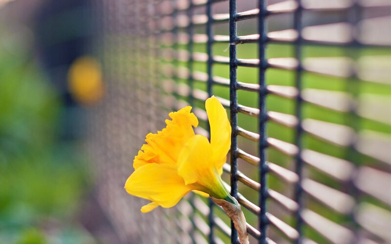 Yellow daffodil by a fence