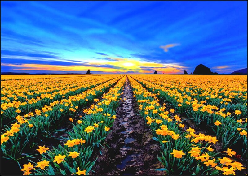 Yellow Daffodil Field — Blue