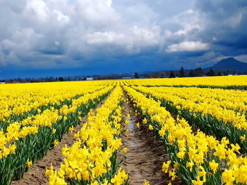 Yellow Daffodil Field — Dramatic