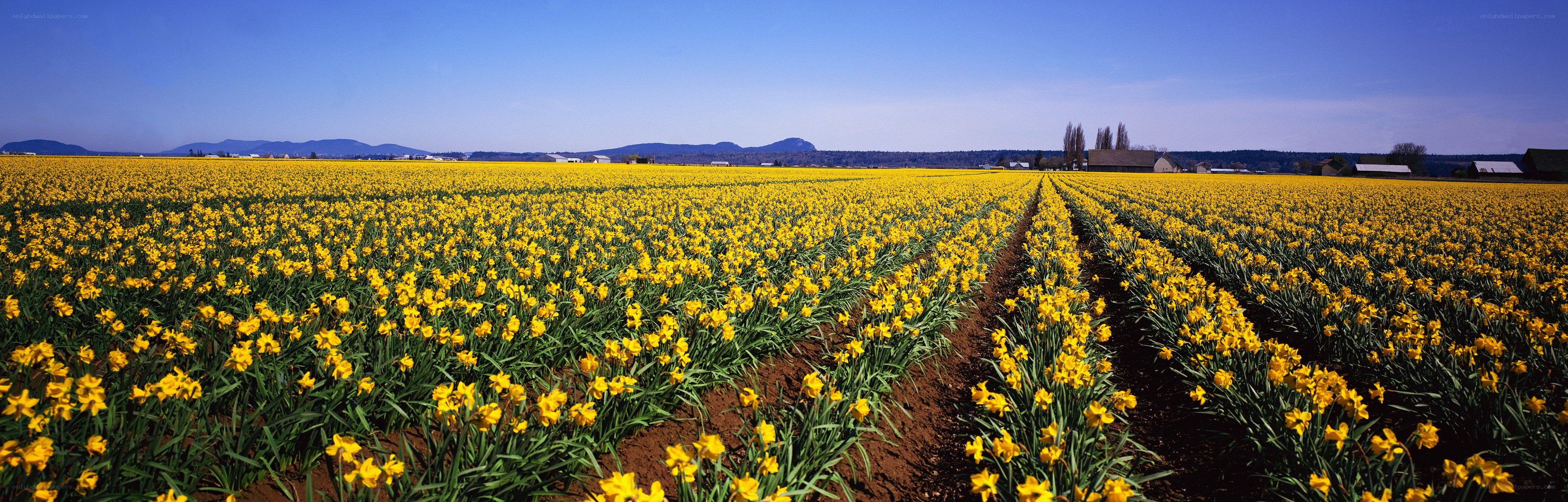 Yellow daffodil field in bloom