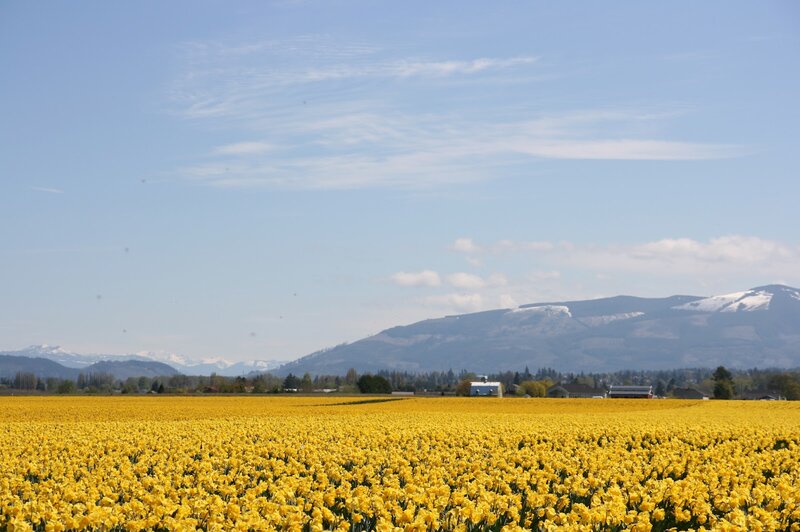 Yellow Daffodil Field — Serene, Spring