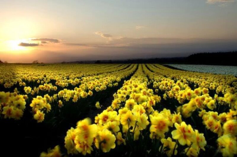 Yellow Daffodil Field — Serene, Sunrise
