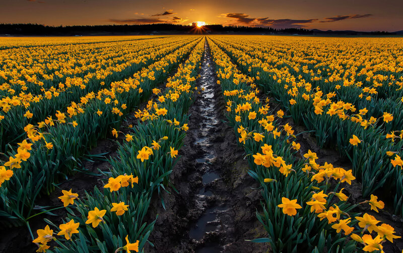 Yellow Daffodil Field — Serene, Sunset