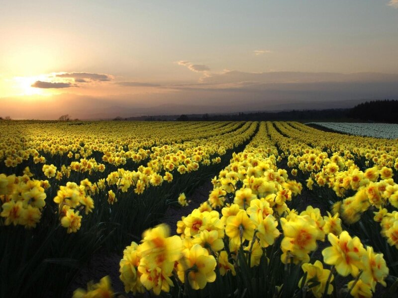 Yellow Daffodil Field — Serene