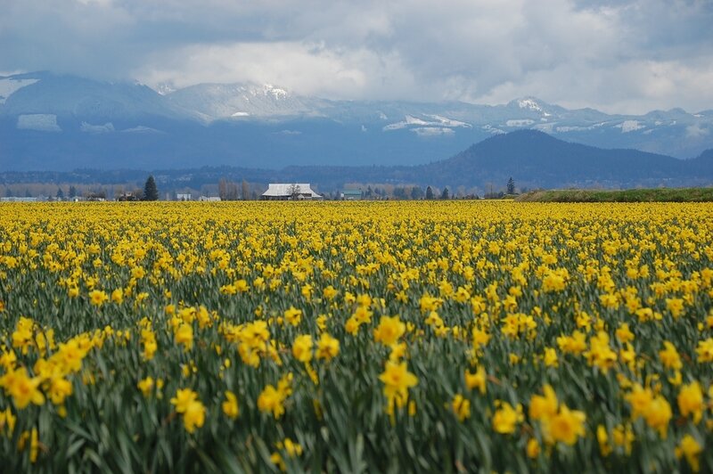 Yellow Daffodil Field