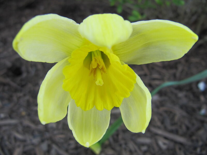 yellow daffodil flower