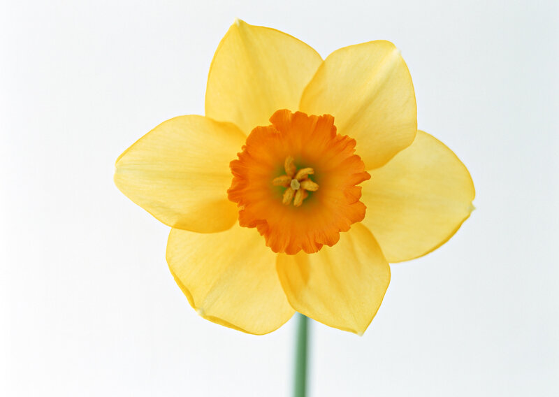 Yellow daffodil flower