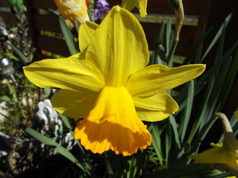 Yellow Daffodil Flower — Bright, Spring, Photograph, Green Leaves