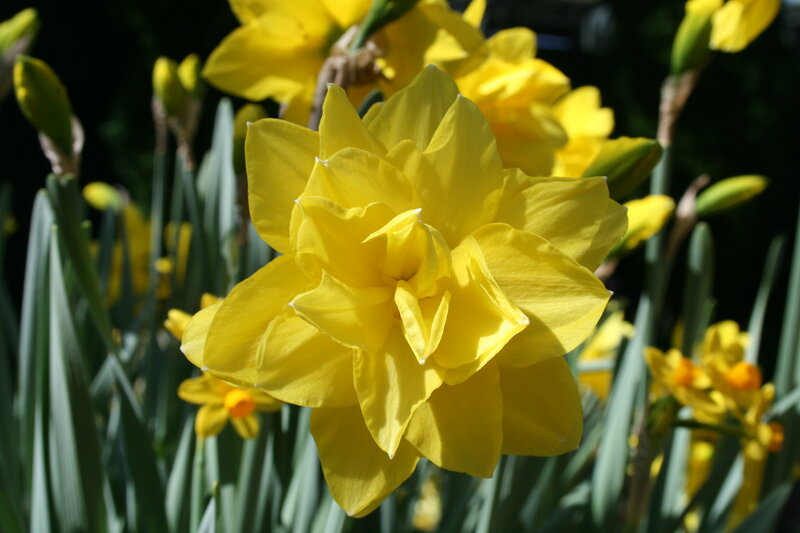 Yellow Daffodil Flower — Bright, Spring, Photograph