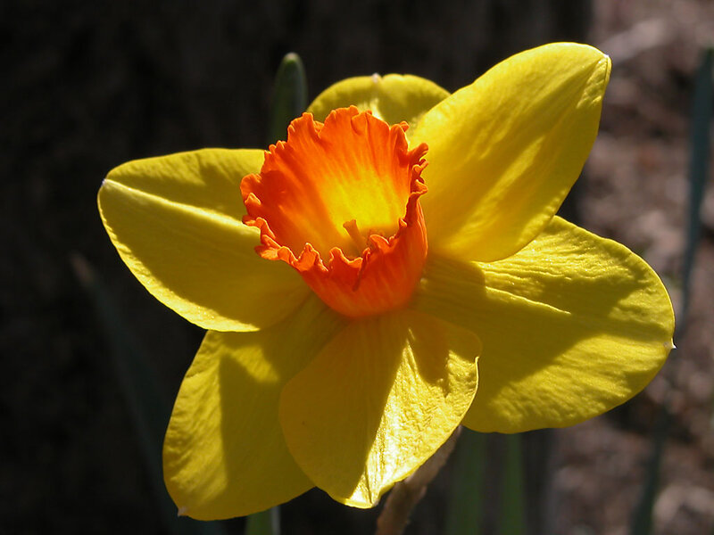 Yellow Daffodil Flower — Bright, Spring