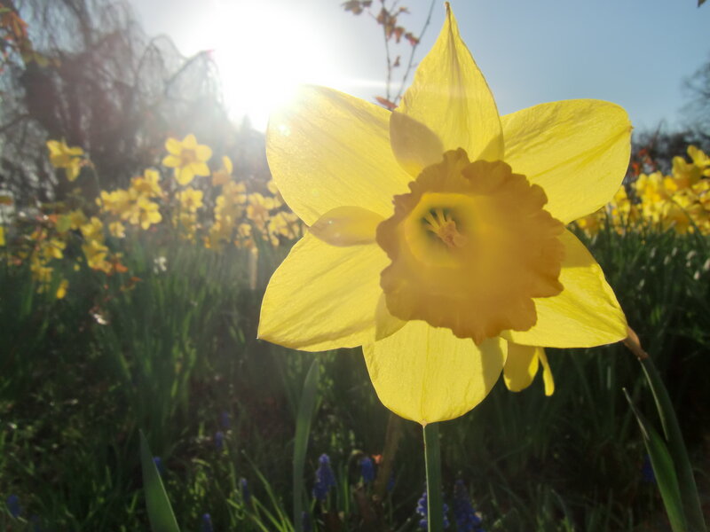 Yellow Daffodil Flower — Bright