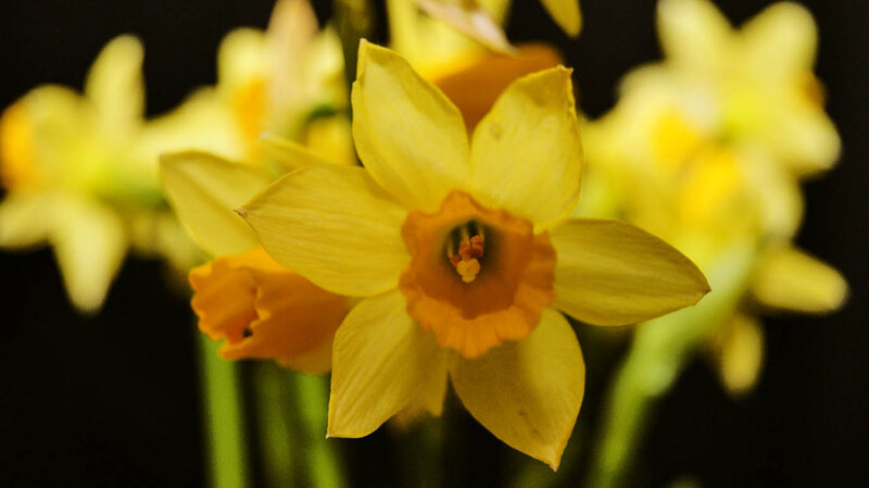 Yellow Daffodil Flower — Calm, Photograph, Stem