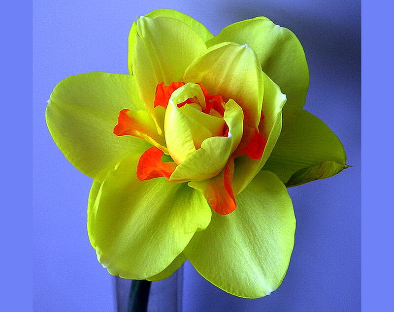 Yellow Daffodil Flower — Calm, Photograph