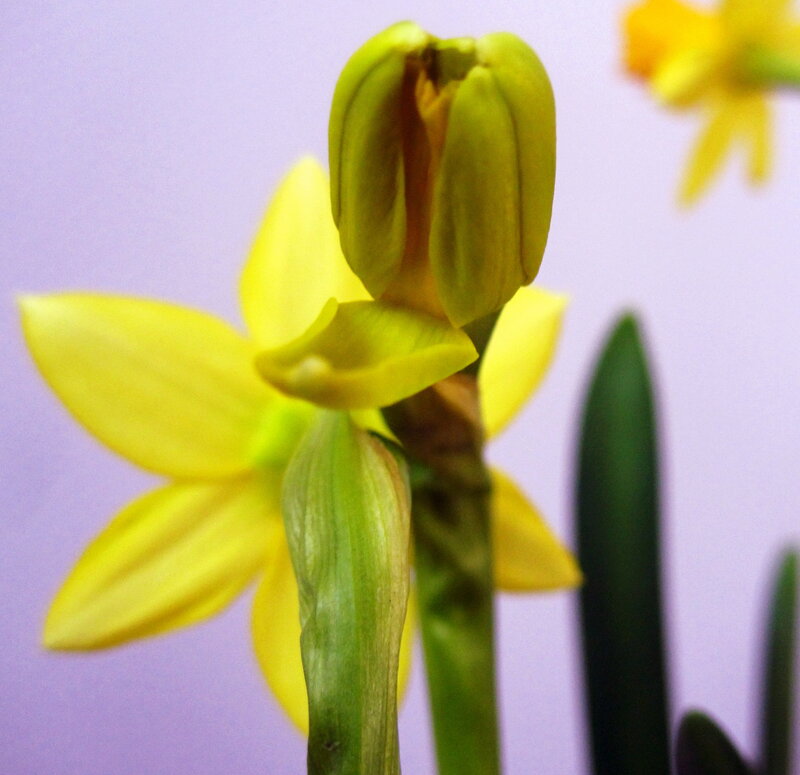 Yellow Daffodil Flower — Calm, Spring, Photograph, Bud, Leaf